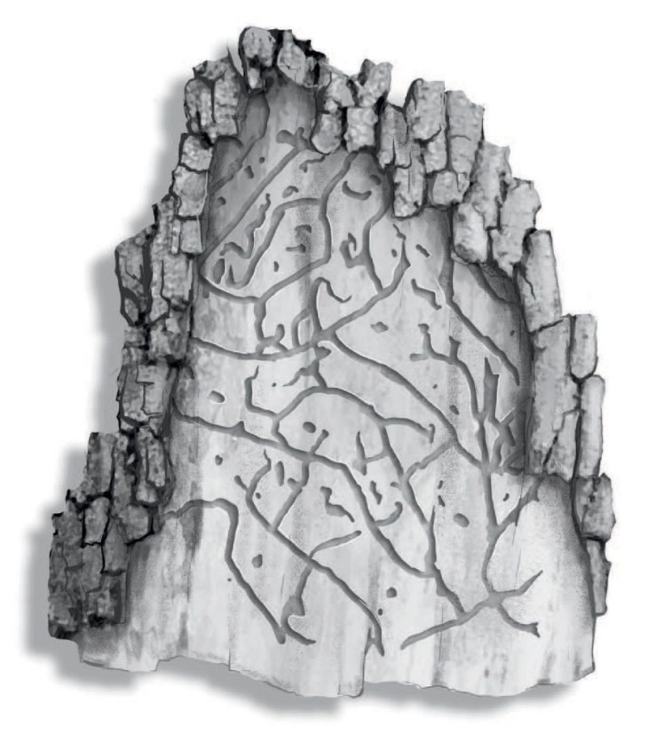 Southern pine beetles