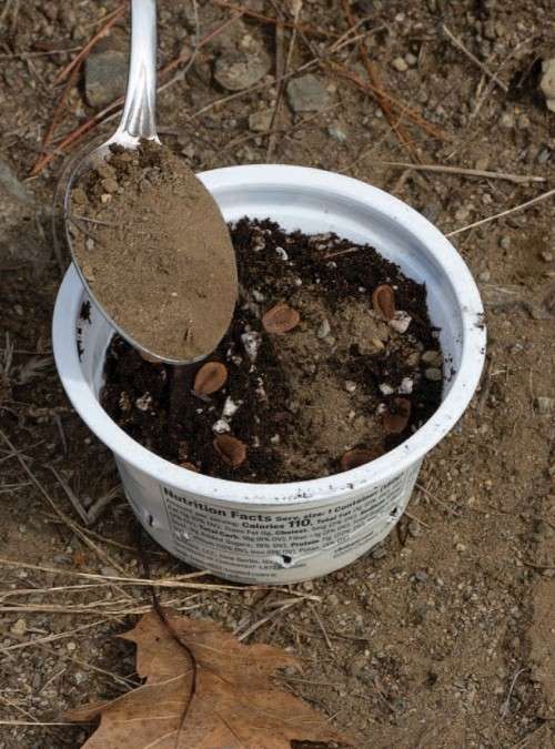 Sowing milkweed