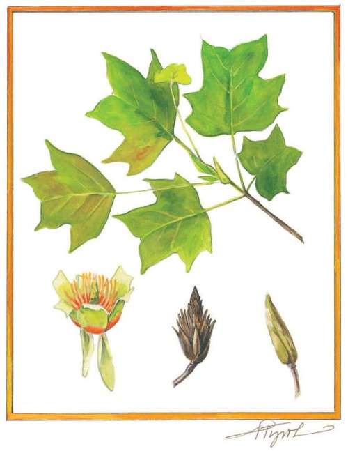 species_tulip_tree_600.jpg