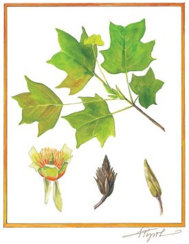 species_tulip_tree_600.jpg thumbnail