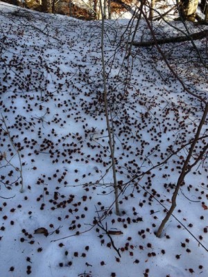 Speckled Snow thumbnail