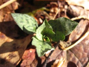 Speckled Spring thumbnail