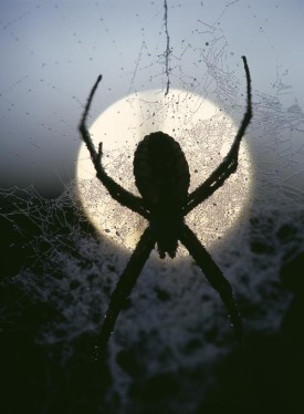 spider.jpg thumbnail