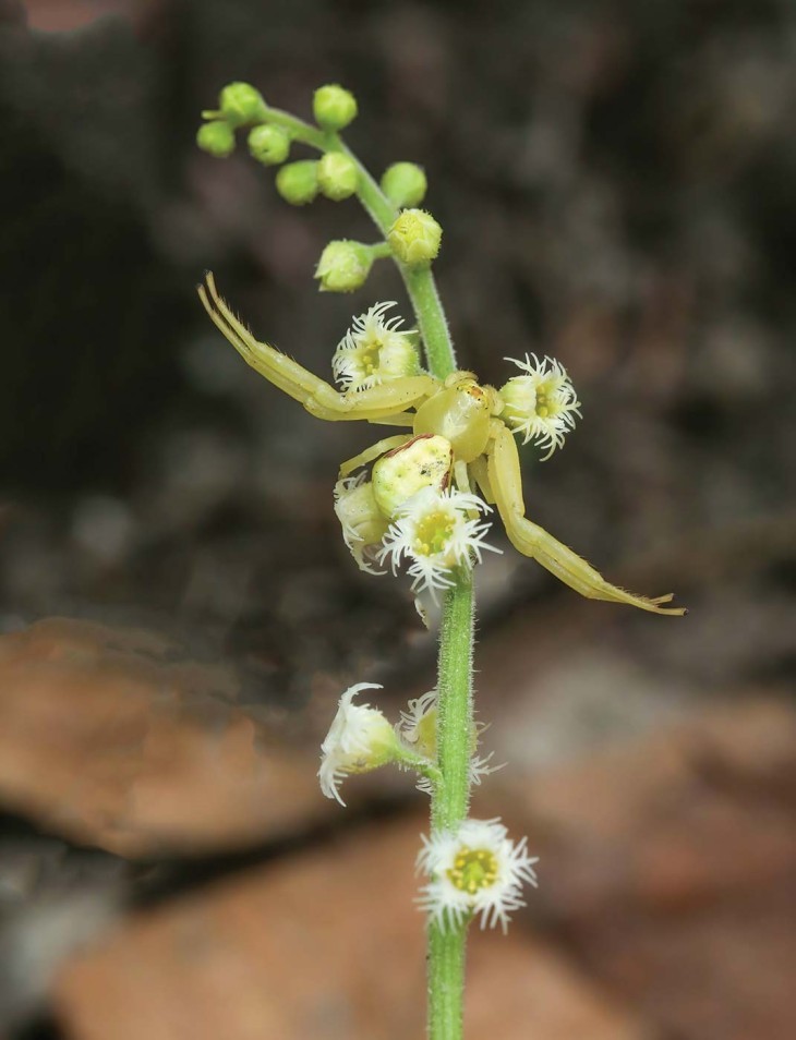 Crab Spiders on Miterwort