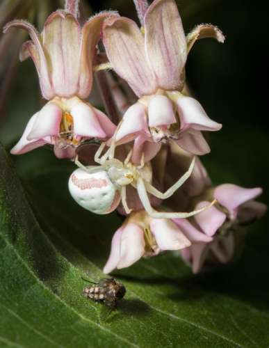 Spider on milkweed