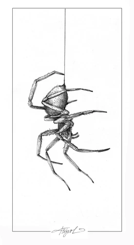 Silk spider thumbnail