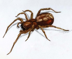 spiders.jpg thumbnail