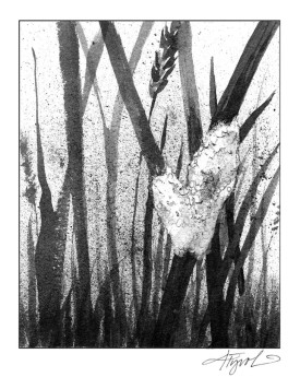 Spittlebug thumbnail