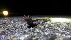 spotted_4_salamander_web.jpg thumbnail