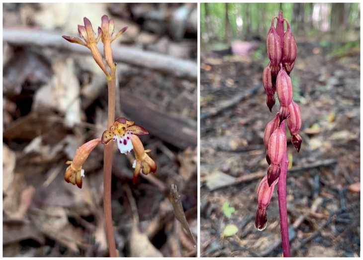 Spotted coral root