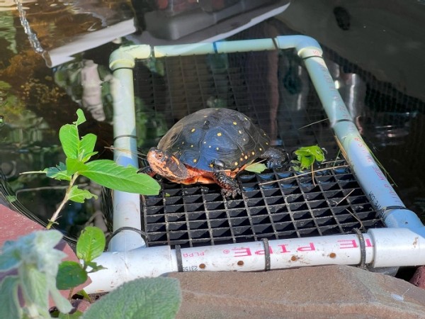 Turtle Rehab with Dallas Huggins