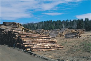 Log Landing