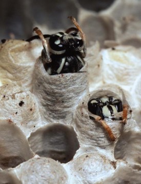 spr13_1000.jpg thumbnail