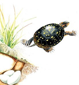 Turtle thumbnail