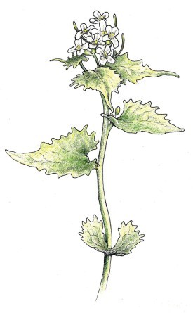 Edible Invasive: Garlic Mustard thumbnail