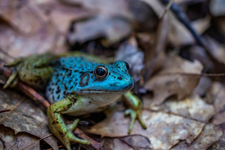 Blue Morph Green Frog 2