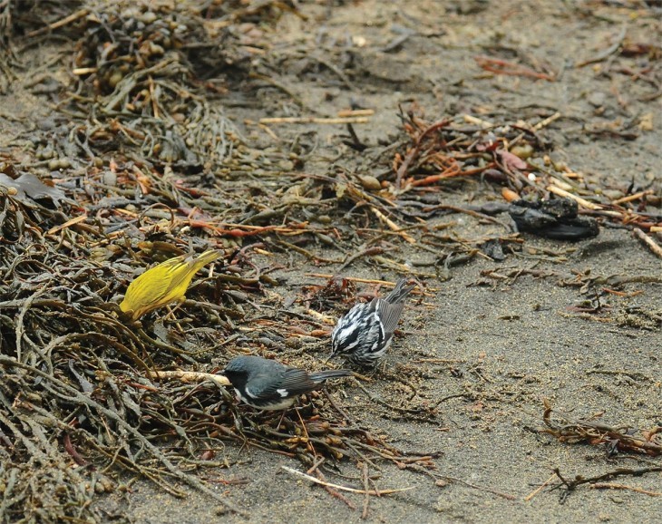 Birds on a Beach