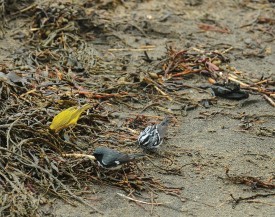 Birds on a Beach thumbnail