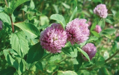 The Herbs Around Us