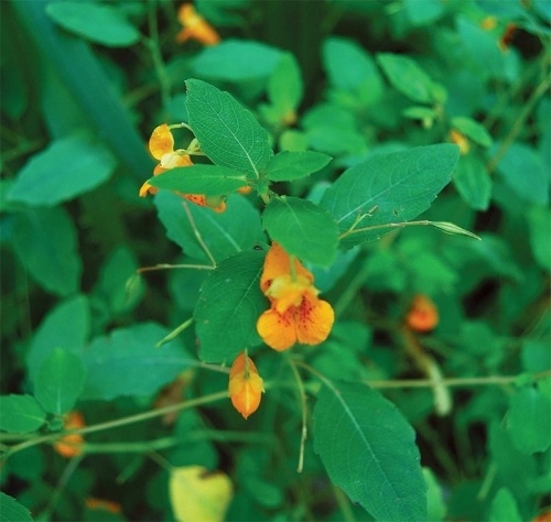 The Herbs Around Us