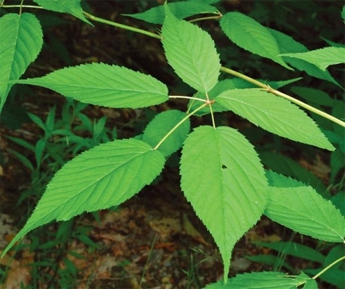 The Herbs Around Us