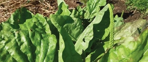 The Herbs Around Us