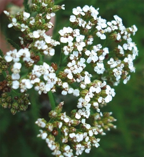 The Herbs Around Us