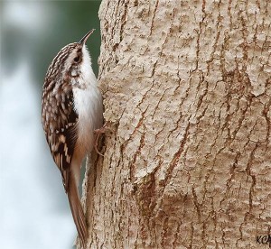 Birds in Focus: Spring Creepers thumbnail