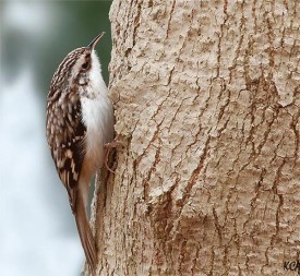 spring_creeper.jpg thumbnail