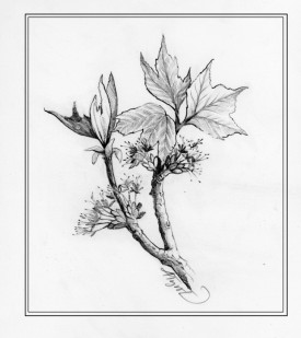 spring_leaves.jpg thumbnail