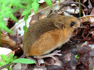 Tracking Tips: Sign of Wee Beasties in Spring thumbnail