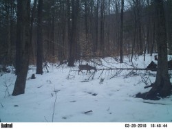 Spring Springing Photo: Northern Woodlands