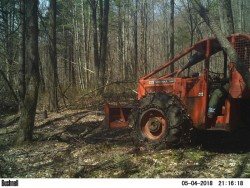 Spring Springing Photo: Northern Woodlands