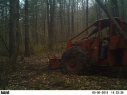 Spring Springing Photo: Northern Woodlands