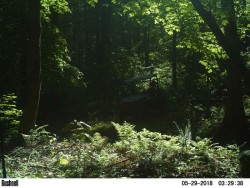 Spring Springing Photo: Northern Woodlands