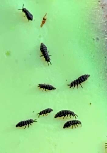 Springtails