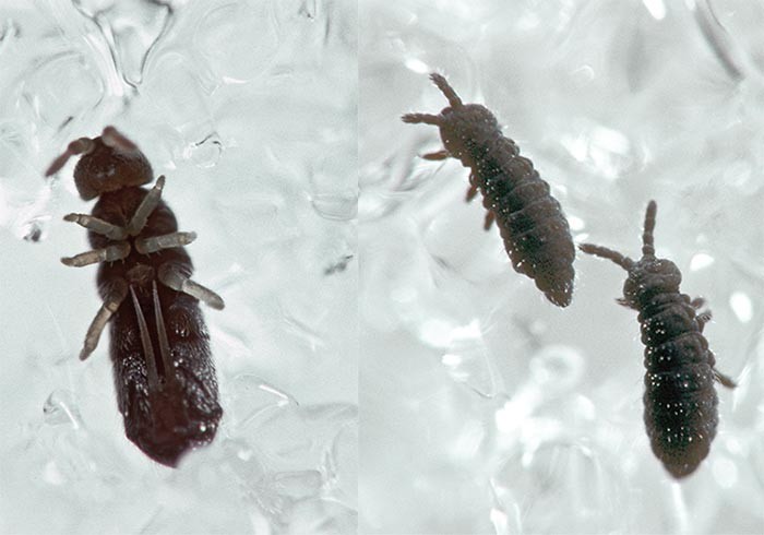 If Winter Comes, Can Springtails Be Far Behind?