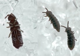 If Winter Comes, Can Springtails Be Far Behind? thumbnail