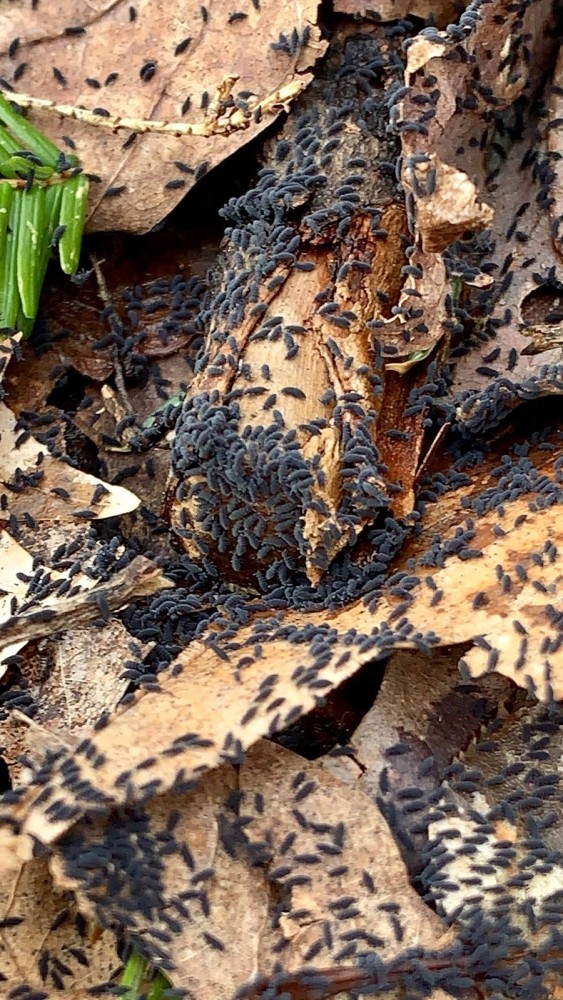 Spring Springtails thumbnail