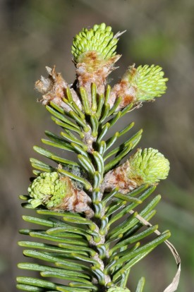 Budworm damage thumbnail
