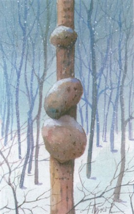 spruce.jpg thumbnail