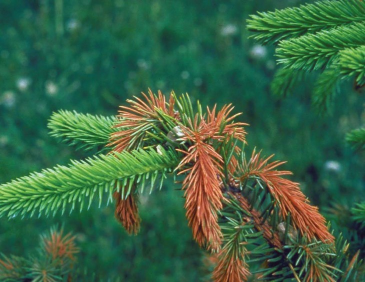 Why do Some Spruce Trees Appear Reddish in Winter?