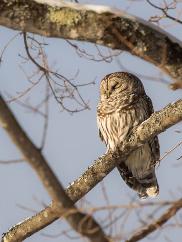 A Sleepy Owl, and a New Web Feature