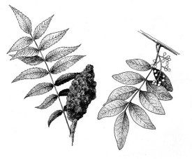 staghorn_sumac.jpg thumbnail