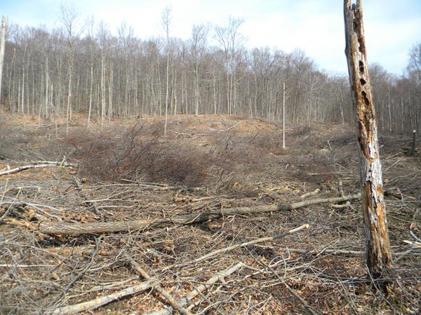 A Clearcut, Part 1