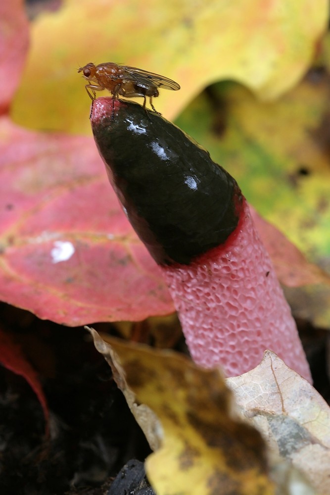 Stinkhorns