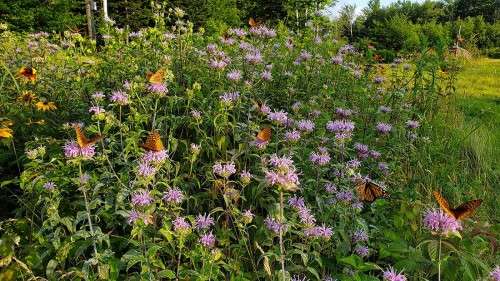 Farm pollinators