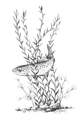 stream_acidification.jpg thumbnail