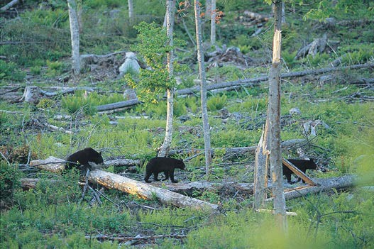 As Still as a Stump: How to Have a Close Encounter of the Wild Kind thumbnail