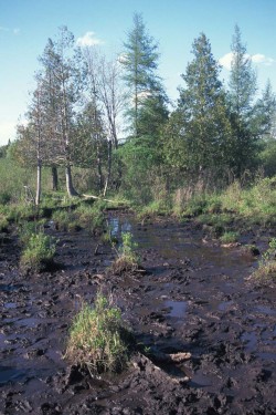 stump7.jpg